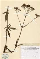 藏品(黃花龍芽草)的圖片